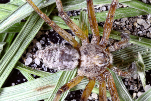 Philodromus cespitum